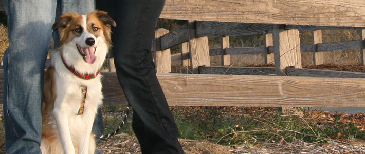 Indiana Dog